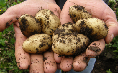 Terugblik week van de schooltuin